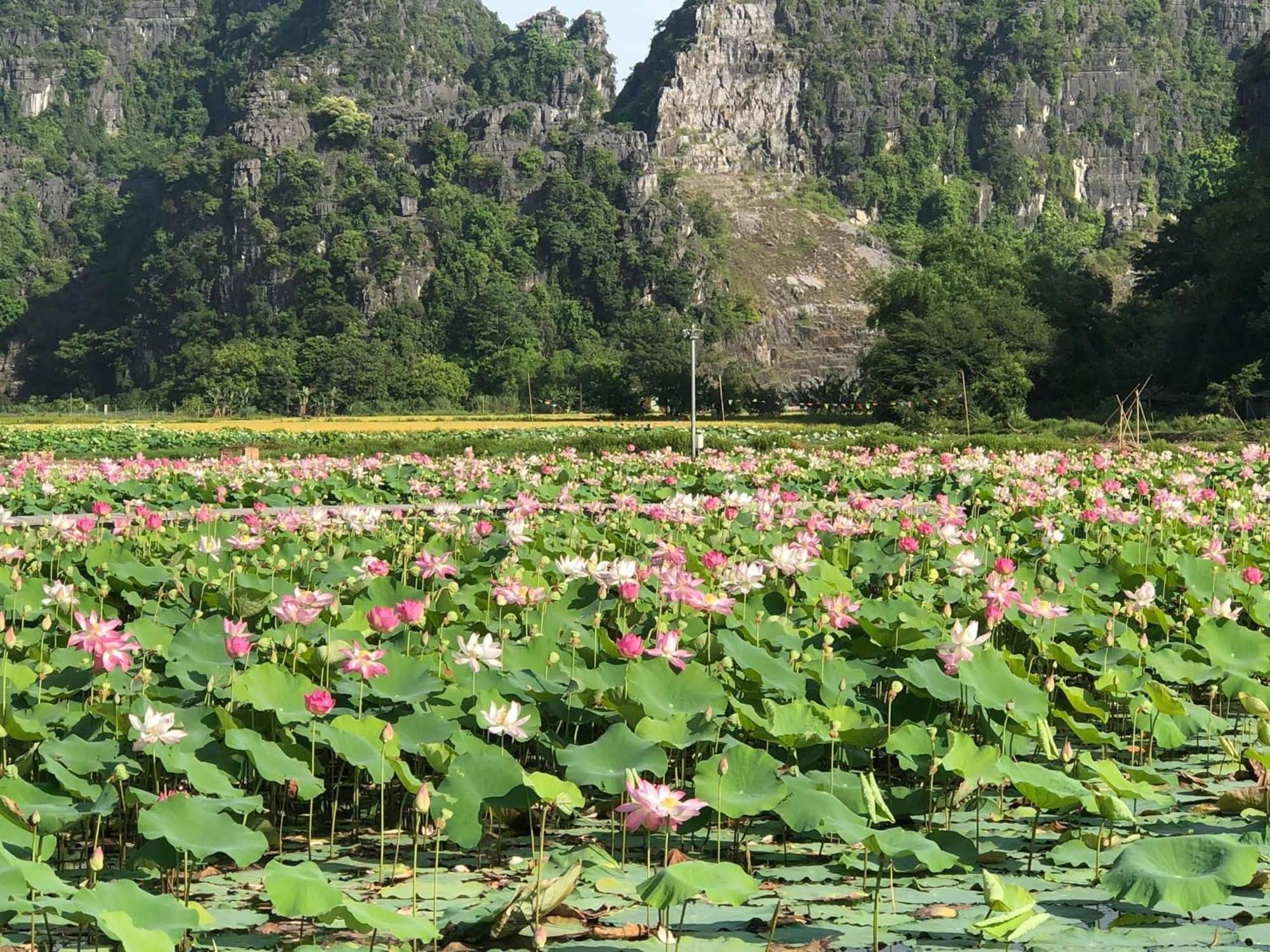 Tam Coc - Thanh Homestay نينه بينه المظهر الخارجي الصورة